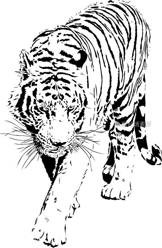 Tiger portrait in black lines